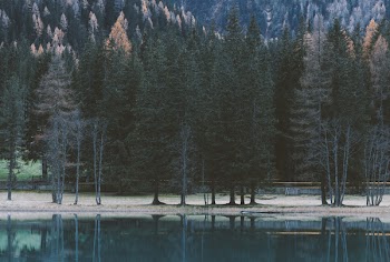 Low-light Photography of Calm Body of Water Near Trees