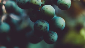 Low Light Photography of Cluster of Round Green Fruits