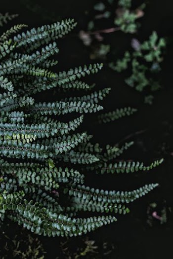 low-light photography of green ferns