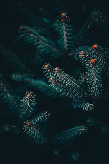 low light photography of green leafed plant