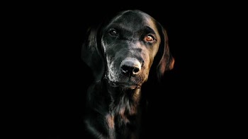 low light photography of short-coated black dog