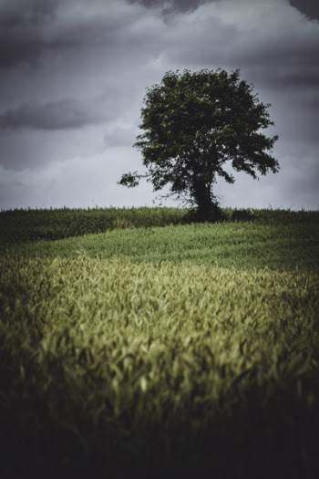 Low Light Photography of Tree