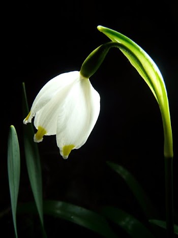 Low Light Photography of White Flower