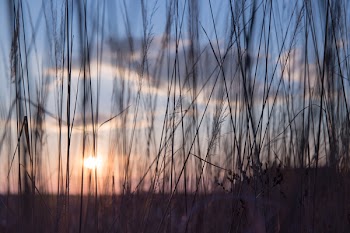 Low sun in the high grass