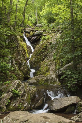 Lower Dark Hollow Falls, forest | Free Photo - rawpixel