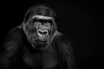 Lowland Gorilla on black background, | Free Photo - rawpixel