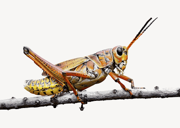 Lubber grasshopper collage element psd | Free PSD - rawpixel
