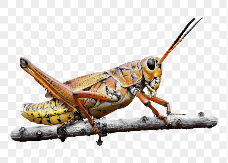 Lubber grasshopper png sticker, transparent | Free PNG - rawpixel