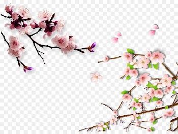 Lucerne China Cherry blossom Hanami Plum blossom - Peach blossom peach decorated background 