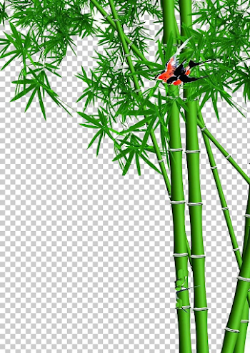 Lucky Bamboo Wall PNG, Clipart, Background Green, Bamboo, Bamboo ...