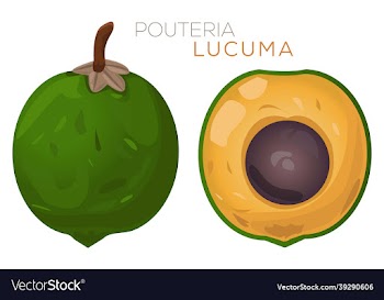 lucuma fresh fruit