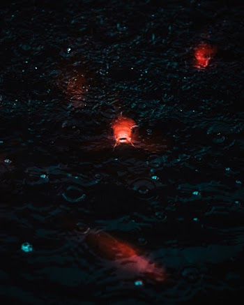Luminescent Fish Glowing Under Water Close To The Surface