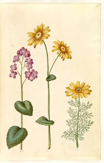 Lunaria annua (Judas money);Doronicum pardalianches | Free Photo - rawpixel
