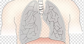 Lung Chronic Obstructive Pulmonary Disease Nose Thumb Longmeridiaan, nose transparent background PNG clipart
