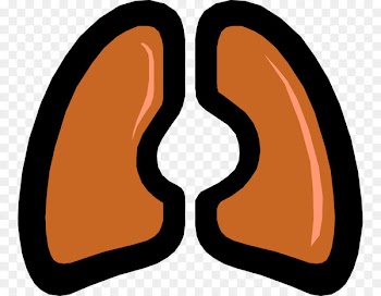 Lung Chronic Obstructive Pulmonary Disease Respiratory disease Respiratory system Pulmonary fibrosis - idiopathic vector 