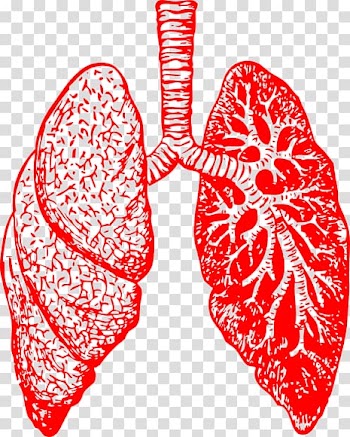 Lung Drawing Bronchus Human body , Free Lung transparent background PNG clipart