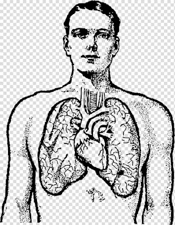 Lung Human body Heart , Small Lungs transparent background PNG clipart