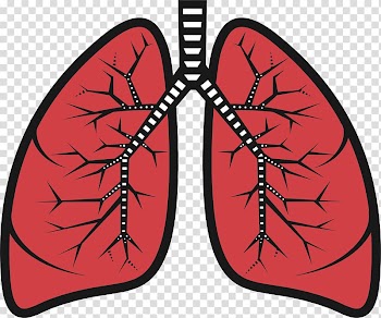 Lung , lungs surgery transparent background PNG clipart