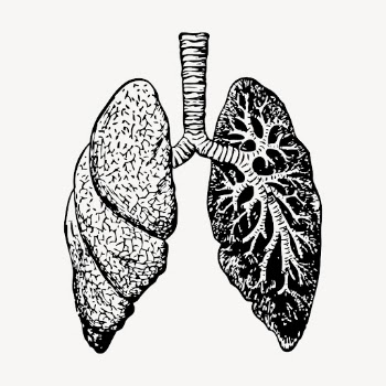 Lungs, anatomy clipart, vintage illustration | Free Vector - rawpixel