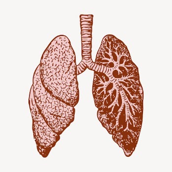 Lungs, anatomy clipart, vintage illustration | Free Vector - rawpixel