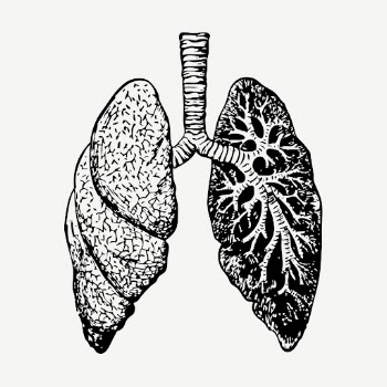 Lungs, anatomy collage element, vintage | Free PSD - rawpixel