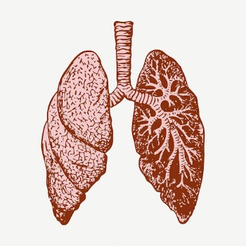 Lungs, anatomy collage element, vintage | Free PSD - rawpixel
