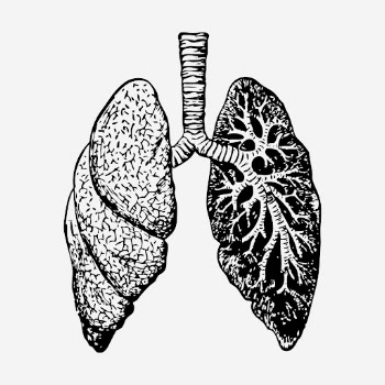 Lungs, anatomy hand drawn illustration. | Free Photo - rawpixel