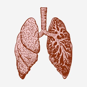 Lungs, anatomy hand drawn illustration. | Free Photo - rawpixel