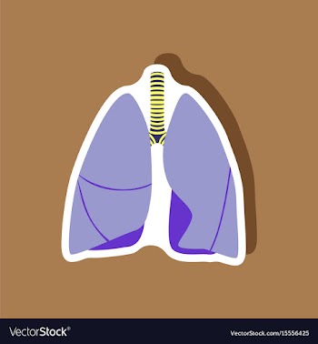 Lungs and trachea paper sticker on stylish vector image