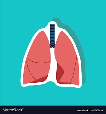 Lungs and trachea paper sticker on stylish vector image