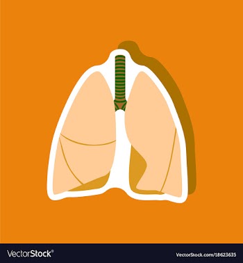 Lungs and trachea paper sticker on stylish vector image