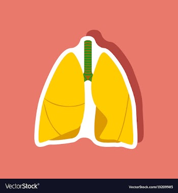 Lungs and trachea paper sticker on stylish vector image