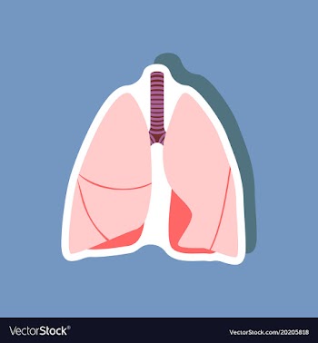 Lungs and trachea paper sticker on stylish vector image
