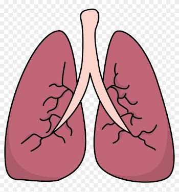 Lungs Clipart Arthur S Medical - Clipart Lungs