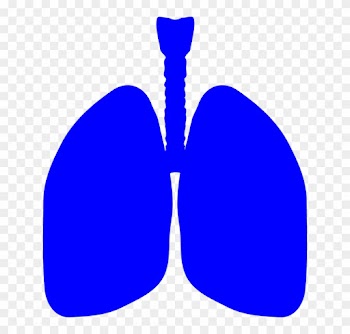 Lungs Human Body Anatomy Body Human Medical - Lung Cartoon Clip Art