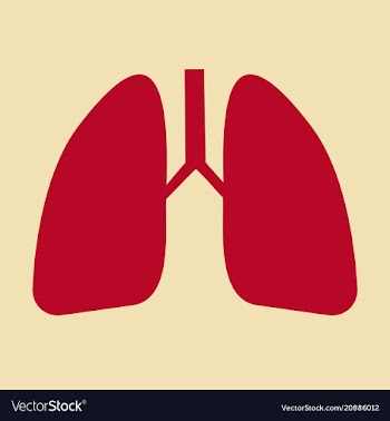 Lungs icon flat style internal organs of the vector image