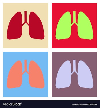 Lungs icon flat style internal organs of the vector image