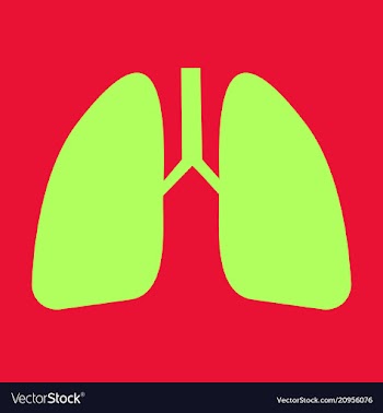 Lungs icon flat style internal organs of the vector image