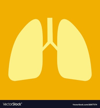 Lungs icon flat style internal organs of the vector image