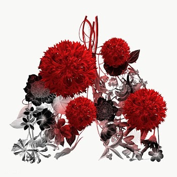 Lungs infected with coronavirus background | Free  transparent png - 2317018
