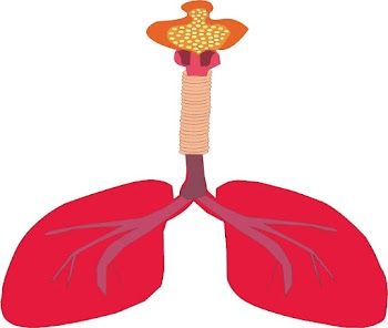 Lungs Of Human Body