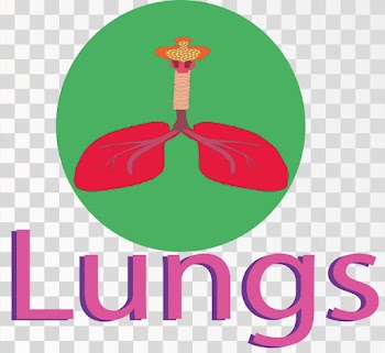 Lungs Of Human Body