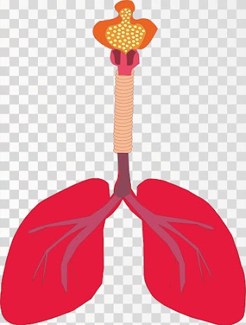 Lungs Of Human Body