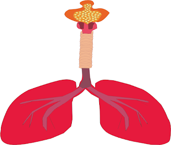 Lungs Of Human Body