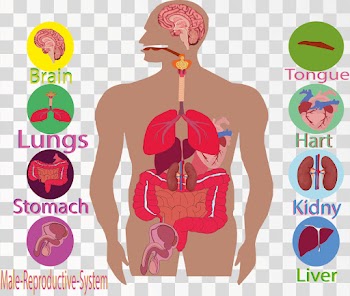 Lungs Of Human Body