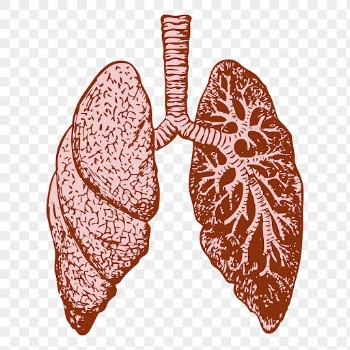 Lungs png, anatomy sticker vintage | Free PNG - rawpixel