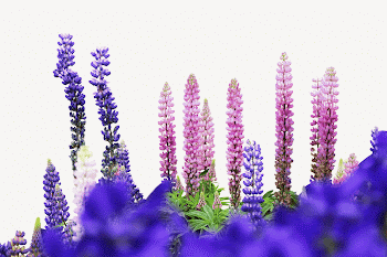 Lupine flower border isolated image | Free PSD - rawpixel