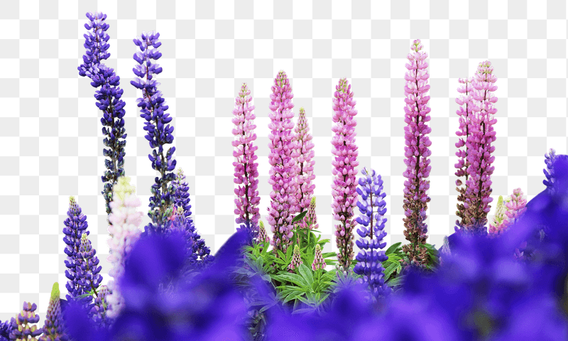 Lupine png flower border sticker, | Free PNG - rawpixel