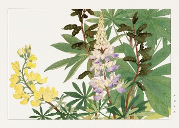Lupinus flower woodblock painting by Tanigami | Free Photo Illustration - rawpixel