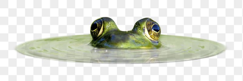 Lurking frog png sticker, animal, | Free PNG - rawpixel
